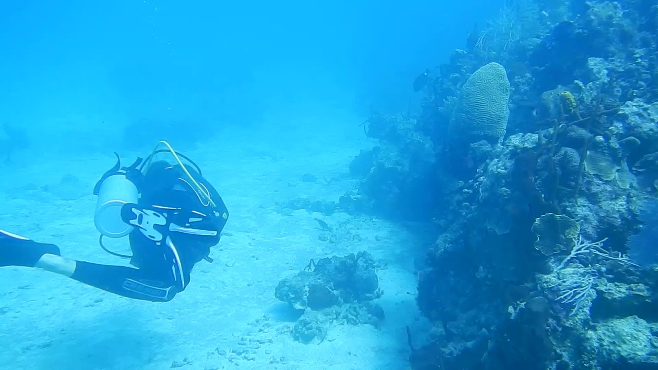 Catalina Island Coral Reef - YouTube