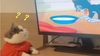 🤣 Cute Cats and Dogs Funny Reaction to Watching TV