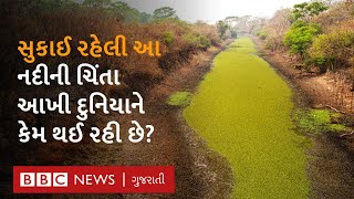 Amazon Draught : પૃથ્વીનાં ફેફસાં સમાં એમેઝોનનાં જંગલો જો સુકાઈ ગયાં તો શું થશે?