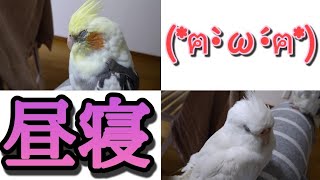 膝の上でお昼寝タイムオカメインコのむぎとおもち