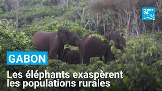 Gabon : les éléphants de forêt exaspèrent les populations rurales • FRANCE 24