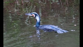 婚姻色が出始めたカワウ調布地区 #カワウ #野鳥 #birds #wildlife #nature #自然観察ぶらり散歩