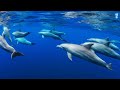 Aquatic Eden: 4K Sea Animals & Coral Reef