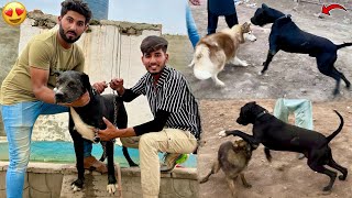 Samad Ko Bully Dog Gift De Diya😍ll Max Ka Husky Dog Sy Panga Hogya😱