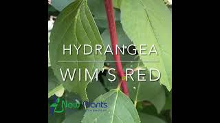 Hydrangea paniculata 'Wim's Red' (pbr)