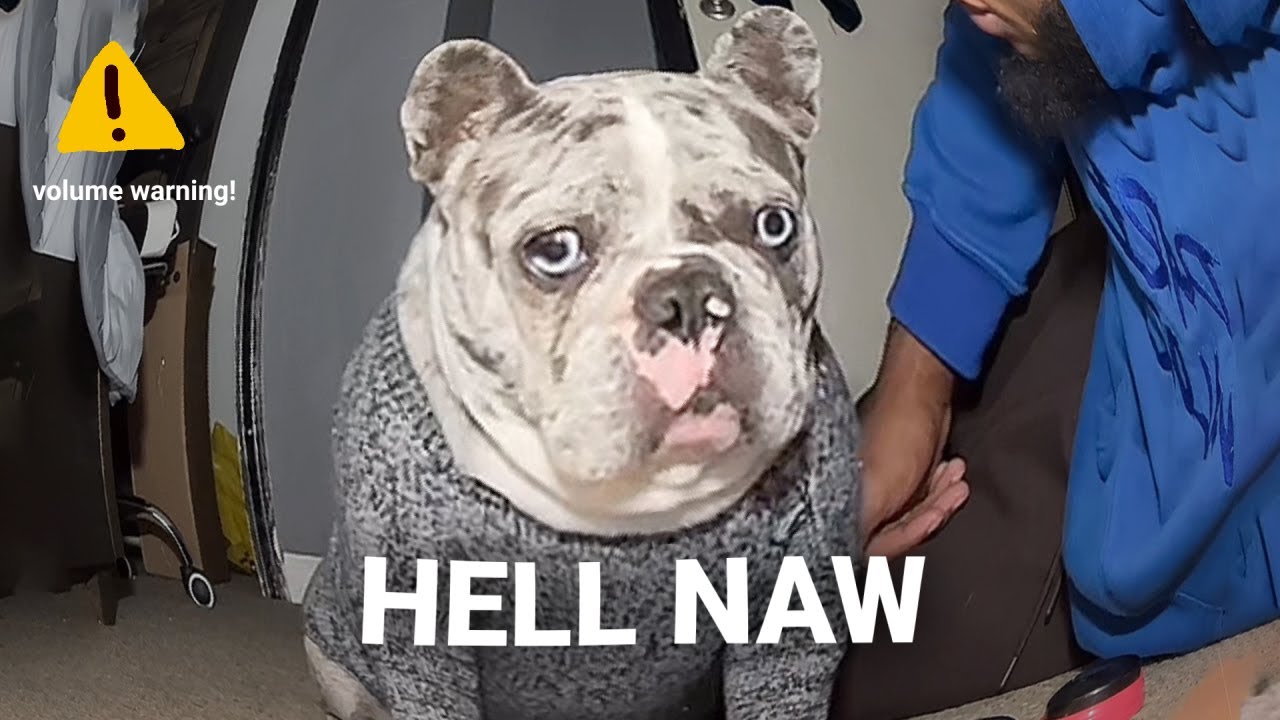 Hell Naw Dog Sound Variations In 60 Seconds Youtube