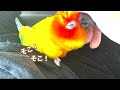 べた慣れ！人間だいすき！コガネメキシコインコのふぅ