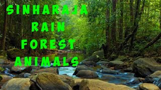 Animals living in a sinharaja rainforest ..##