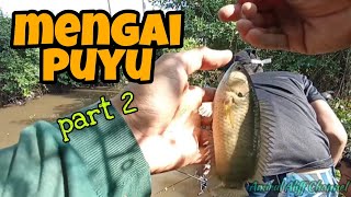 #EP613 Strike Bertubi-tubi! - mancing ikan puyu dan macam-macam ikan