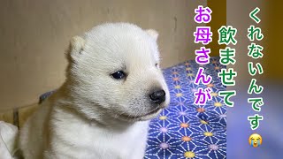 北海道犬のネムの赤ちゃん！生後27日目の夜！お母さんが飲んでるのぼくも飲んでみたい😆#Shorts