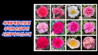 주작원 온실에 핀 사산쿠아 10선 소개 / camellia sasanqua referral