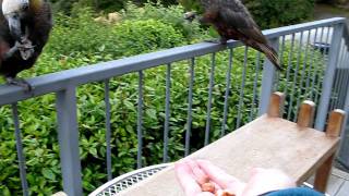 Kaka feeding at Stewart Island, NZ