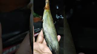 കാരി🎣🎣😳, #heteropneustes fuscus, #kari fish, #viral,#trending,#100,#100m, # Kerala