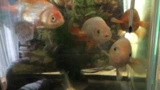 らんちゅう、えさくれくれダンス。Lionhead goldfish is dancing.