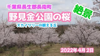 【千葉県長南町】野見金公園の桜/　Cherry Blossoms in Nomigane Park【絶景】