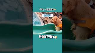 【金不拉毛抱抱】這可能是第壹個被豬嚇到撒嬌的金毛吧？#vlog日常 #萌寵推薦官 #在家愛寵日記 #萌寵成精了 #shorts