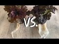 Kratky vs DWC - Hydroponic Lettuce