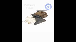 24 Days In 60 Seconds - Bat Timelapse