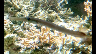 ヘラヤガラ　Painted flutemouth　Aulostomus chinensis