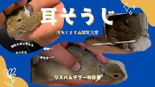 【衝撃の汚れ】耳掃除してくよﾝ【🐿️🐹🐭】