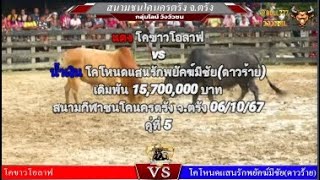 คู่ที่ 5 สนามชนโคนครตรัง จ.ตรัง 06/10/67 🔴#โคขาวโอลาฟ vs🔵โคโหนดแสนรักพยัคฆ์มีชัย