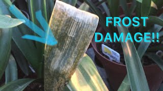 My plants got Frost Damage - here’s what to do