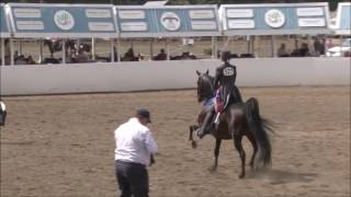 USEF YOUNG RIDER VIDEO 2017   EMMA OUELLETTE