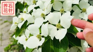 四照花，花开满树 - flowering dogwood - Cornus kousa