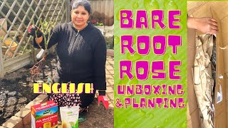 BARE ROOT ROSE UNBOXING ||HOW TO PLANT BARE ROOT ROSE||PLANTING A BARE ROOT ROSE