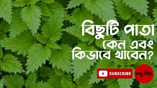 বিছুটি পাতা | বিছুটি পাতার উপকারিতা | বিছুটি পাতা খাওয়ার উপায় | Chanumia | Bd Health Tips |