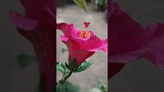 Beautiful Hibiscus