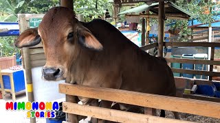 Cows and Horses Videos 🐴🐮 Real Animals ✨ Vacas y Caballos para niños 🐴🐮 Mimonona Stories