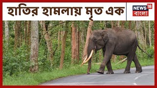 Dooars-এ ফের হাতির হামলায় মৃত এক, ধরণিপুর চা বাগানের ঘটনা