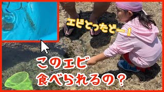 磯でとれたエビ🦐は食べられる⁉️おいしい⁉️