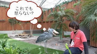 わざと魚を落としてる?ハシビロコウのふたばちゃん【3月のふたば22】Shoebill FUTABA in March 2019