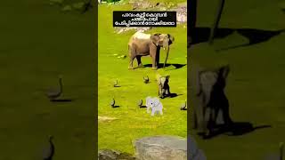 ലാസ്റ്റ് ഓടുന്ന ഓട്ടം കണ്ടോ??1🤩😍❤😂#funnyanimals#shorts#viral#babyelephant#trending#elephant#funny