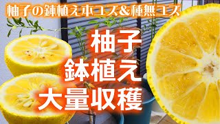 🍊本柚子と種無し柚子ベランダ鉢植え付け🍊Potted Yuzu and Seedless Yuzu