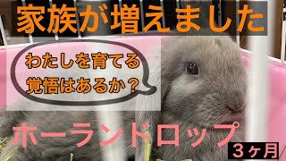 【子うさぎ】我が家にうさぎがやってきた！ホーランドロップの赤ちゃんをお迎え