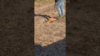 Fox capture and release