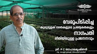 വേരുപിടിപ്പിച്ച കുരുമുളക് നടേണ്ടത് എപ്പോൾ?|Kumbuckal|ശ്രീ.ഗോപാലകൃഷ്ണൻ-Deputy Director(Retd.)|Part 3