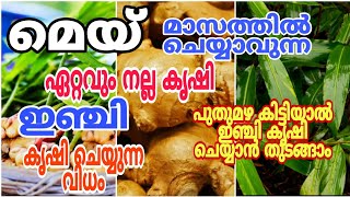 ഇഞ്ചി കൃഷി ചെയ്യാൻ ഏറ്റവും നല്ല സമയം/Ginger farming.