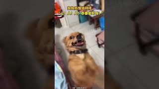 狗狗热情地拜拜，“人！人！人！恭喜发财呀！” #short #shorts #shortvideo