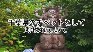 7月が見頃！秘境のあじさい「まめんばら高原」千葉のチベット