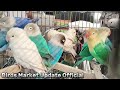 sunday birds market new update multan birds market lalukhet birds market lahore birds market