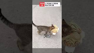 トラのぬいぐるみを咥えて歩く猫