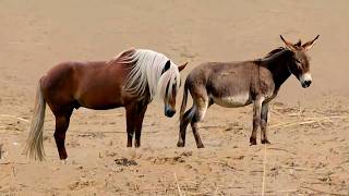 Can a horse and a donkey have offspring?