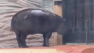 ナツメちゃんが気になるモトモトくん【2023年6月23日】【上野動物園】コビトカバ