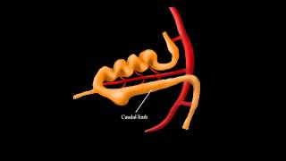 Embryological Rotation of the Midgut