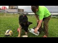 台風襲来で大急ぎで秋田犬・シェパード犬の散歩typhoon is approaching