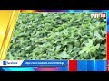 gongura cultivation గోంగూర సాగు ఇలా చేస్తే లాభాలే లాభాలు.. @nt18farmer